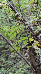 Heteromorpha arborescens, photograph (c) Presha Soogrim, some rights reserved (CC BY)