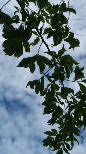 Heteromorpha arborescens, photograph 1