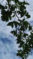 Heteromorpha arborescens