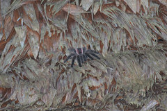 Avicularia juruensis