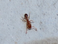 Tetramorium capense