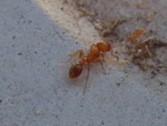 Tetramorium capense