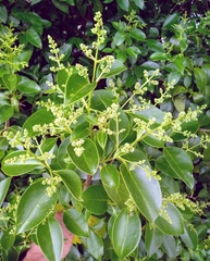 Ligustrum lucidum