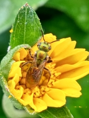 Augochlora aurifera
