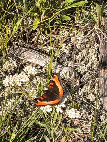 Milbert's Tortoiseshell