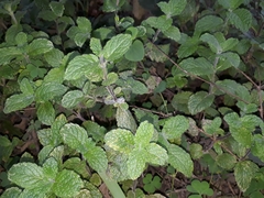 Mentha × rotundifolia