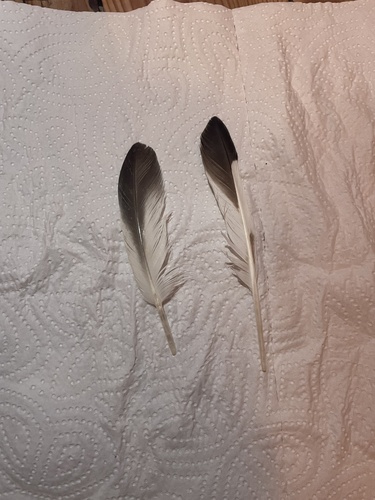 Plume de Huîtrier pie