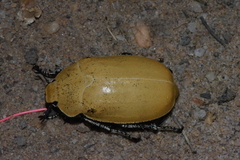 Proagosternus niveus