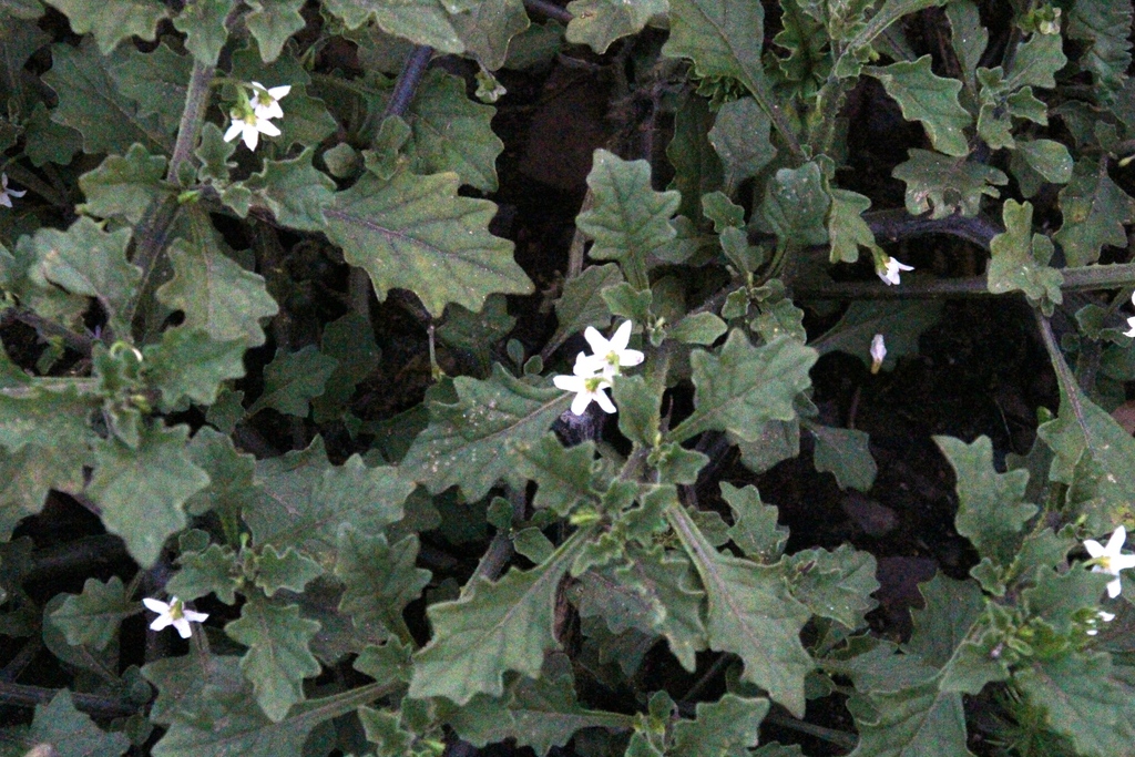 Solanum retroflexum; photograph (c) Tony Rebelo, some rights reserved (CC BY-SA)