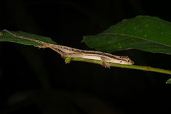 Anolis trachyderma