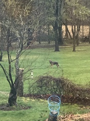 Canis latrans thamnos
