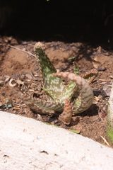 Aloe vogtsii