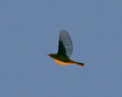 Spiza americana