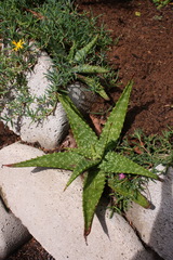 Aloe vogtsii