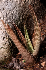 Aloe vogtsii