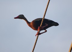 Dendrocygna autumnalis