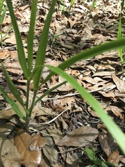 Panicum hemitomon