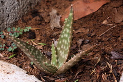Aloe vogtsii