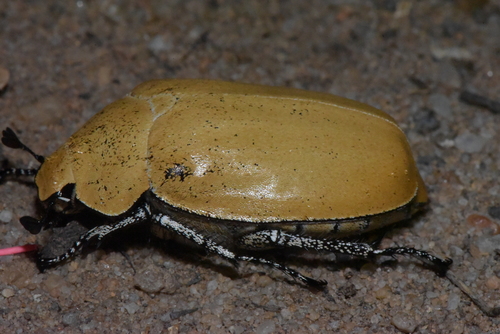 Proagosternus
