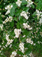 Ligustrum sinense