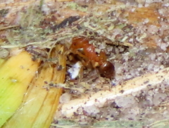 Tetramorium capense