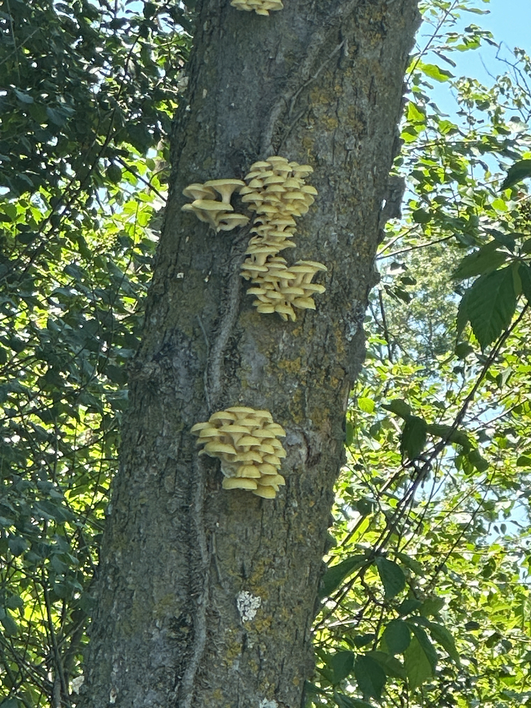 Golden Oyster Mushroom · July 2026 · photo: Photo: no rights reserved · iNaturalist
