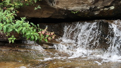 Phygelius aequalis