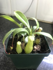 Nepenthes alata × ventricosa