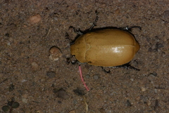 Proagosternus niveus