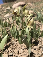 Fritillaria agrestis