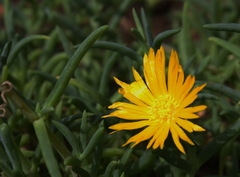 Malephora uitenhagensis