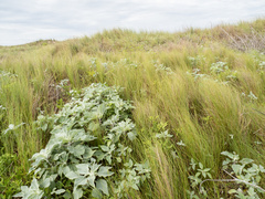 (c) Turner Brockman, some rights reserved (CC BY-SA) Helianthus argophyllus, photograph (c) Turner Brockman, some rights reserved (CC BY-SA)