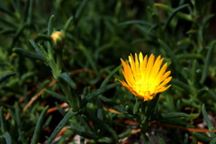 Malephora uitenhagensis