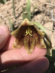 Fritillaria agrestis