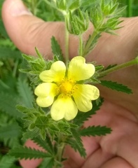 Potentilla recta