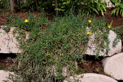 Malephora uitenhagensis