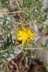 Malephora uitenhagensis