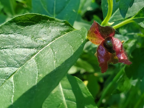 iNaturalist observation photo of twinberry honeysuckle
