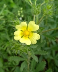 Potentilla recta