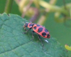 Coleomegilla maculata