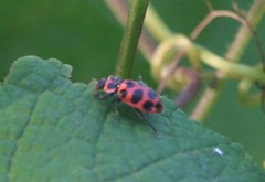 Coleomegilla maculata