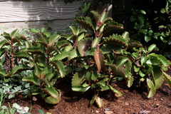 Kalanchoe sexangularis