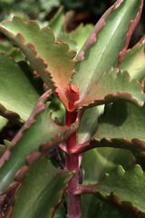 Kalanchoe sexangularis