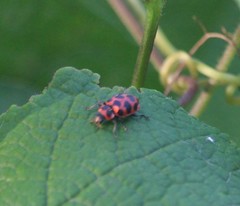 Coleomegilla maculata