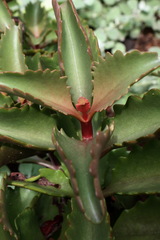 Kalanchoe sexangularis