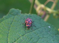 Coleomegilla maculata