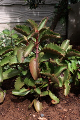Kalanchoe sexangularis