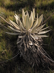 Espeletia grandiflora