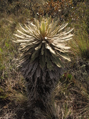 Espeletia corymbosa