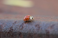 Harmonia axyridis
